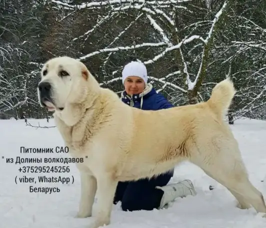 Щенки среднеазиатской овчарки от заводчика, фотография 1