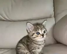 продам не дорого шотландских котят, фотография 3