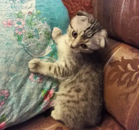 Шотландские котята, фотография 3