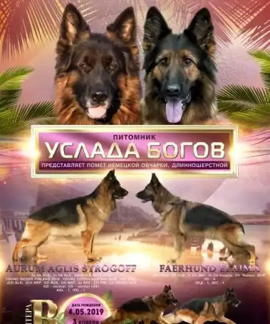 Щенки немецкой овчарки длинношерстной, фотография 1
