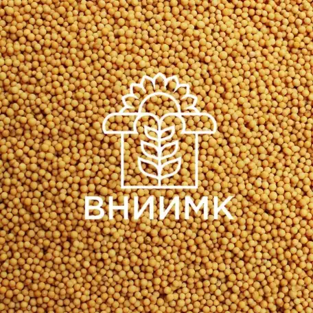 Семена яровой горчицы ВНИИМК сорт Ниагара, фотография 1