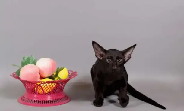Ориентальные котята черные и пятнистые, фотография 3
