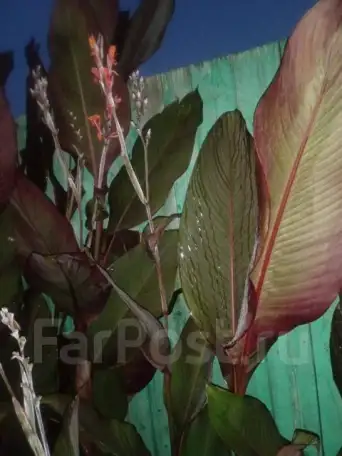 Продам луковицы Канна Флейн, фотография 1