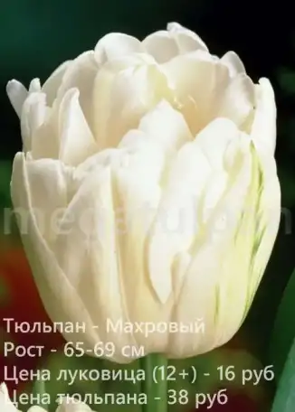 Луковицы тюльпанов оптом, фотография 2