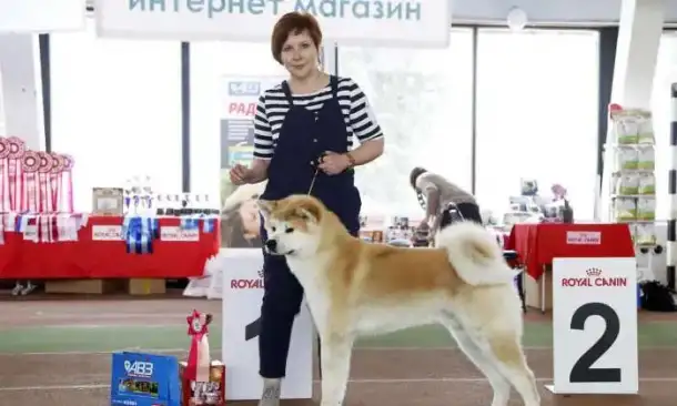 Продам продаются щенки японской, фотография 6