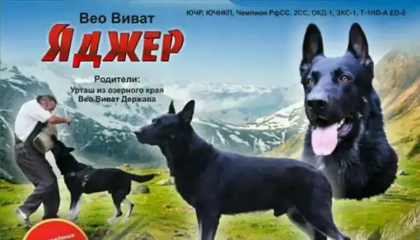 Кобель для вязки, фотография 1