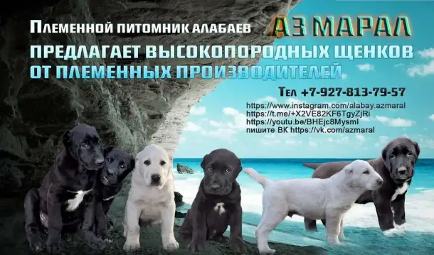 Щенки Алабая (САО) из племенного питомника, фотография 1