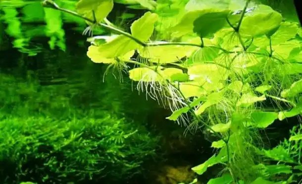 гуппи,меченосцы,пецилии,молинезии,водоросли,растения., фотография 7