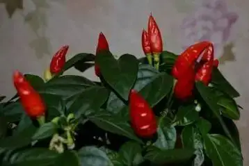 комнатный острый перец 