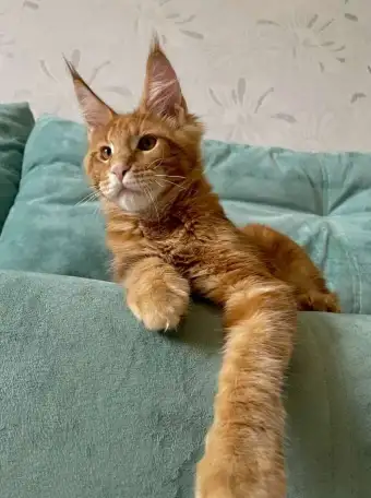 Котята породы мейн-кун, фотография 4
