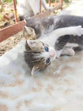 Котята ищут дом, фотография 3