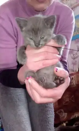 Продам недорого британских котят., фотография 5
