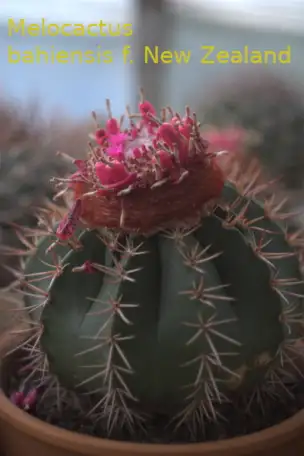 Продажа кактусов, Melocactus bahiensis f. New Zealand от Horst Kuenzler, фотография 2