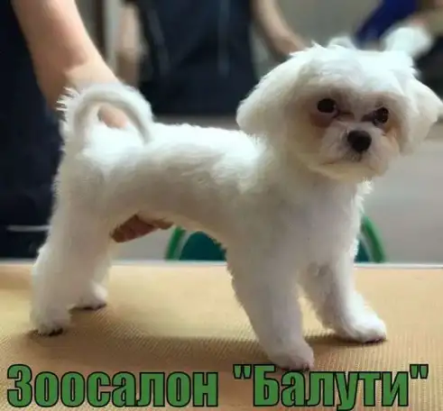 Стрижка собак и кошек м.Марксистская, Рязанский проспект, Выхино, фотография 1