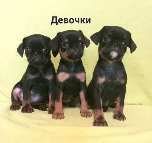 Три дюймовочки пти брабансона., фотография 4