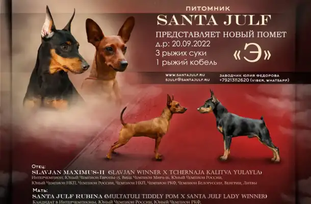 Продаются высокопородные щенки цвергпинчера, фотография 2