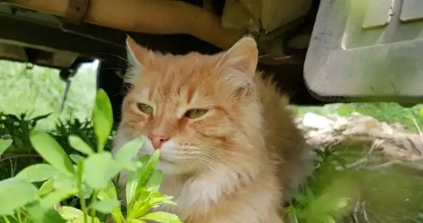 Сибирская рыжая котята, фотография 5