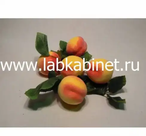 Муляжи для кабинета Биологии 