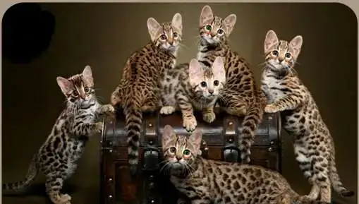 Передержка кошек, маленьких собачек, фотография 1