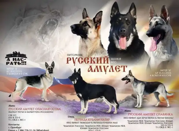Породные щенки ВЕО, фотография 7