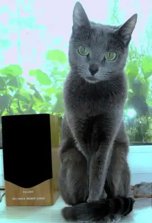 Продам котят русской голубой кошки, фотография 9