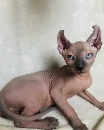 Котята эльфыб, фотография 2