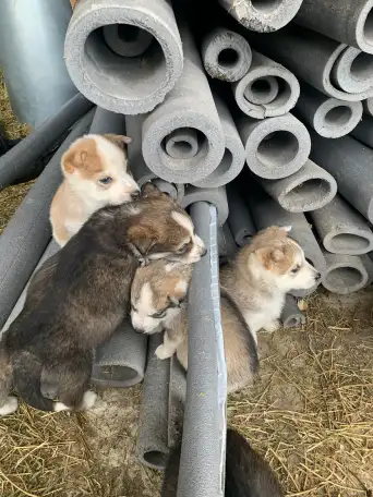 Отдам в хорошие руки, фотография 4