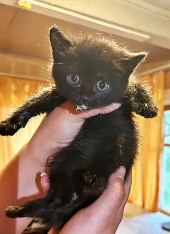 Совсем маленькие котята мальчики и девочки в добрые руки, фотография 8