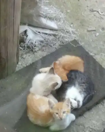 раздаю котят, фотография 1