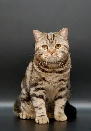 Котенок, фотография 1