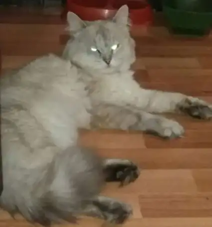 Продаю Невских Маскарадных котят., фотография 11