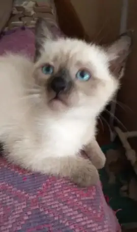 Котята тайские продаю, фотография 1