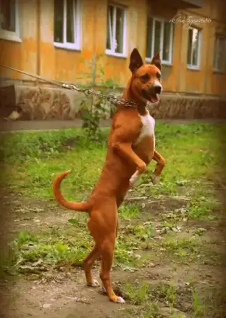Отдам рыжую красавицу Стаффик, фотография 3