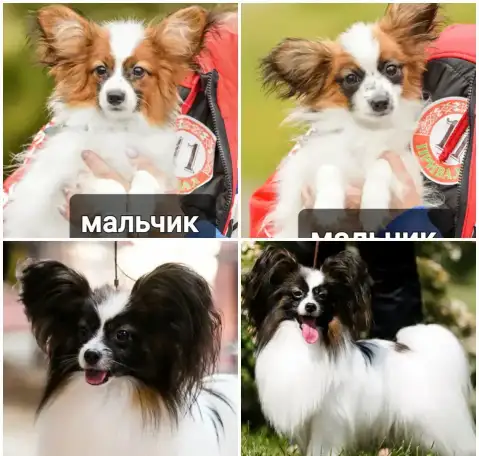 Щенки папильона, фотография 1