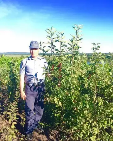 Саженцы в Уфе, фотография 2