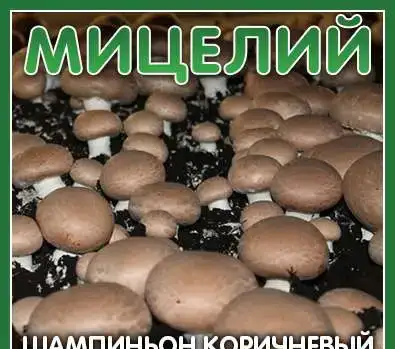 Мицелий для выращивания грибов Шампиньонов, фотография 11