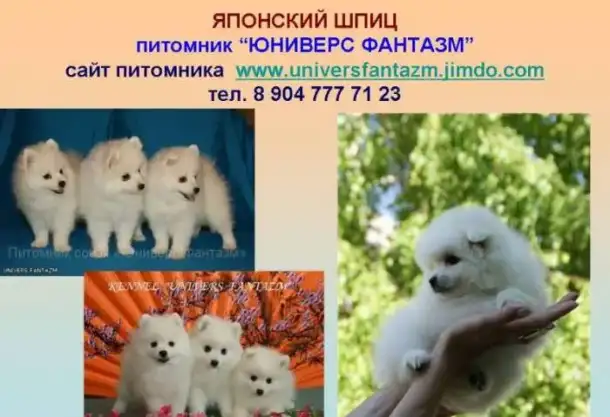 Белоснежные щенки японского шпица, фотография 1