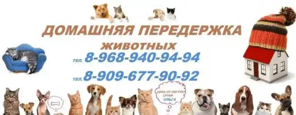 Стрижка кошек и собак Выезд на дом в Москве.Домашняя передержка в Москве, фотография 2