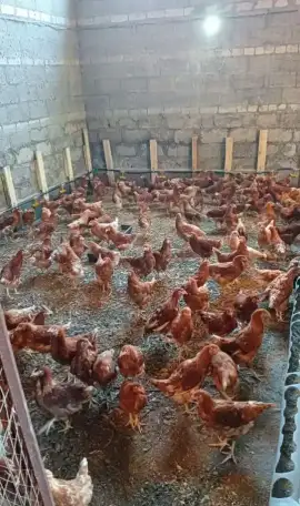 Куры несушки, фотография 2
