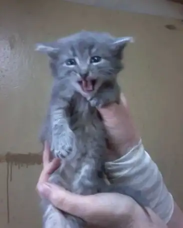 Котята в добрые руки, фотография 2