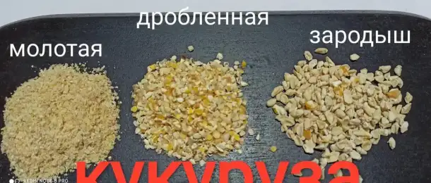 Кукуруза дробленая, фотография 1
