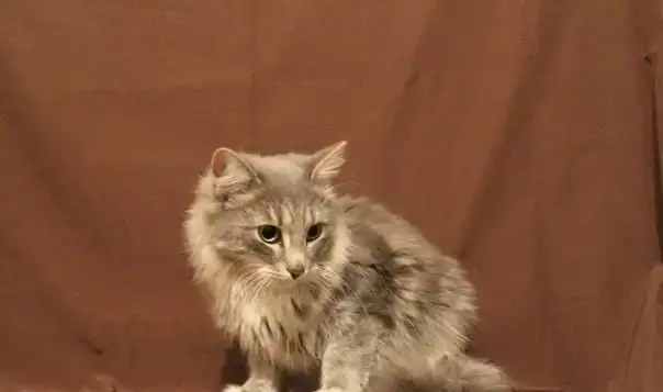 Кот в добрые руки, фотография 1