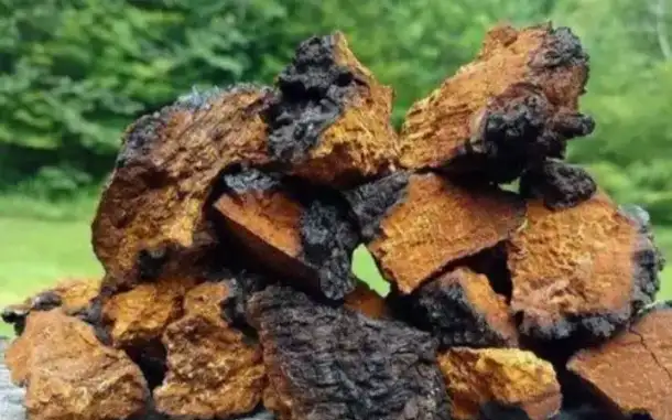 Куплю Чагу, фотография 1