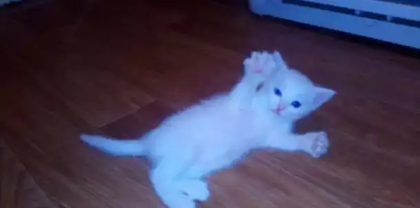 Отдам даром котенка, фотография 1