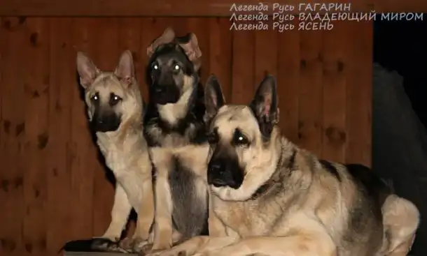 Восточноевропейские овчарки, фотография 1