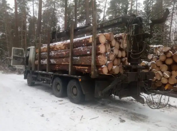 Поиск инвестора для заготовки древесины, фотография 1