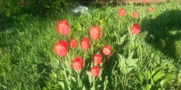 Продам участок с вагончиком и всем садовым инвентарем, 8 соток, в СТ 