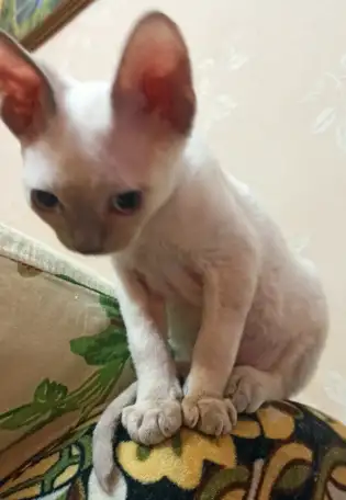 Котята Девон рекс., фотография 4