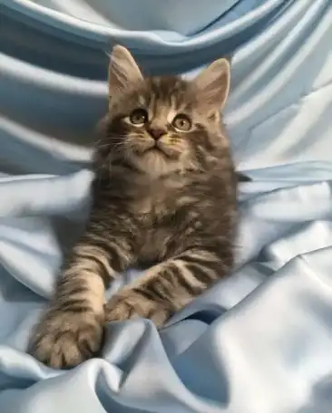 Котята мейн-кун из питомника, фотография 1