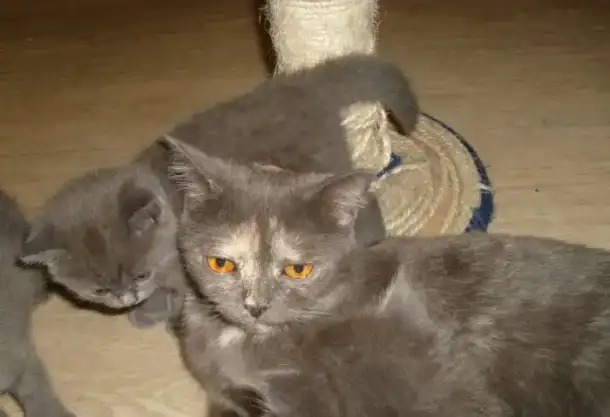Продажа британских котят., фотография 11